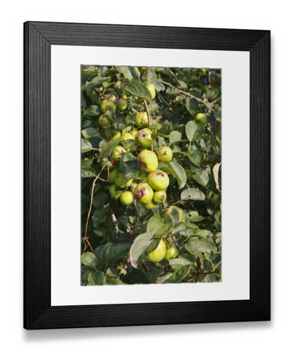 Framed Print : Wild Crabapple (Malus sylvestris) close-up of fruit, growing in hedgerow at edge of river valley fen, Middle Fen Framed Print : Wild Crabapple (Malus sylvestris) close-up of fruit, growing in hedgerow at edge of river valley fen, Middle Fen
