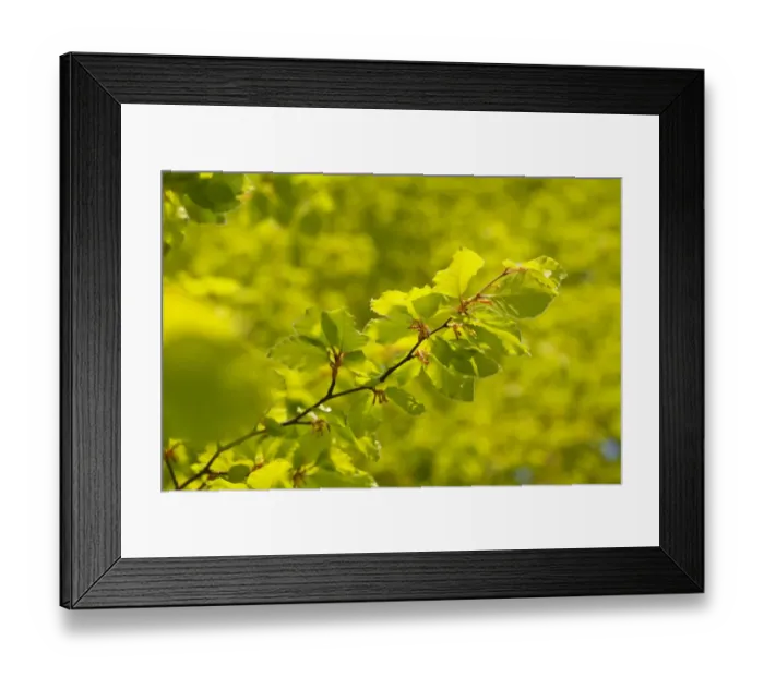 Framed Print : Common Beech (Fagus sylvatica) close-up of fresh spring leaves, Powys, Wales, May Framed Print : Common Beech (Fagus sylvatica) close-up of fresh spring leaves, Powys, Wales, May