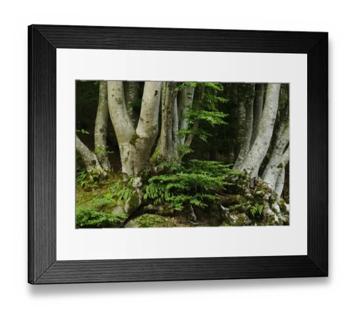 Framed Print : Common Beech (Fagus sylvatica) trunks in forest habitat, Italy, july Framed Print : Common Beech (Fagus sylvatica) trunks in forest habitat, Italy, july
