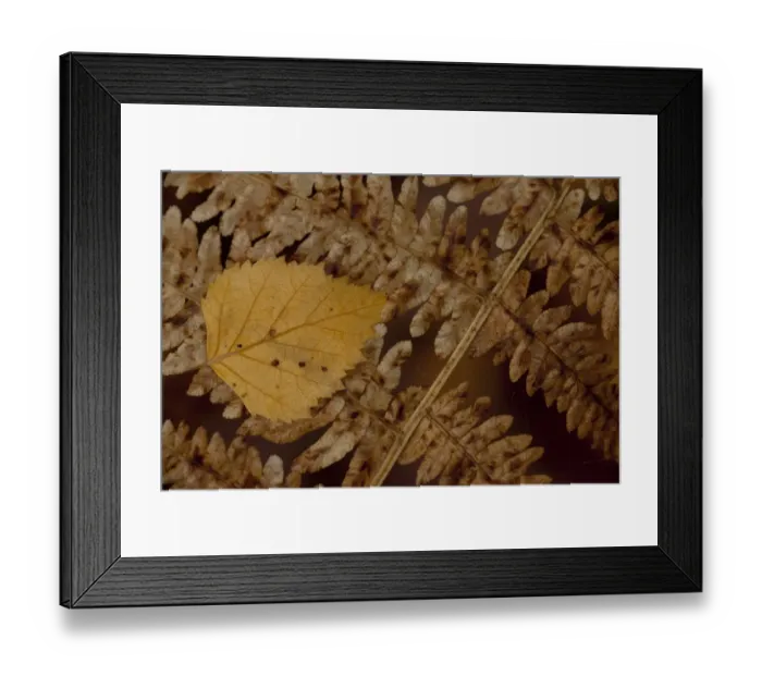 Framed Print : Silver Birch (Betula pendula) close-up of fallen leaf, on Bracken (Pteridium aquilinum) frond, in autumn colour