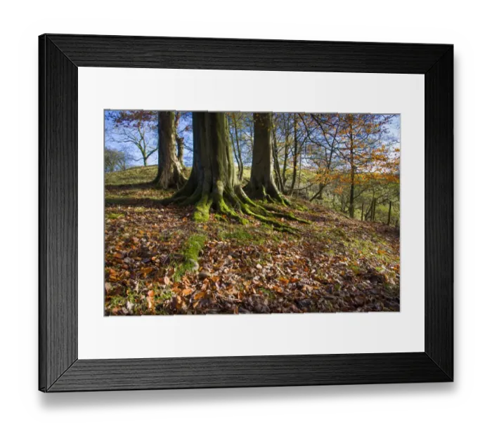 Framed Print : Common Beech (Fagus sylvatica) trunks and fallen leaves, Dinkling Green Brook, Dinkling Green, Whitewell, Clitheroe Framed Print : Common Beech (Fagus sylvatica) trunks and fallen leaves, Dinkling Green Brook, Dinkling Green, Whitewell, Clitheroe