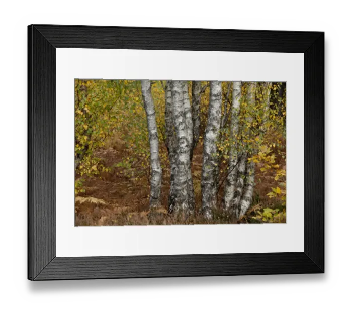 Framed Print : Silver Birch (Betula pendula) trunks and leaves in autumn colour, Greno Woods Reserve, Sheffield, South Yorkshire