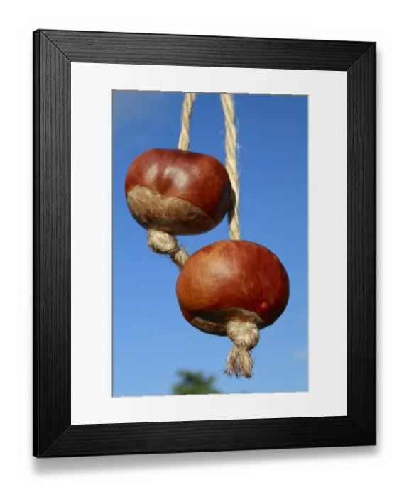 Framed Print : Horse Chestnut (Aesculus hippocastanum) two nuts, threaded on strings for traditional game of conkers, Bacton, Suffolk Framed Print : Horse Chestnut (Aesculus hippocastanum) two nuts, threaded on strings for traditional game of conkers, Bacton, Suffolk