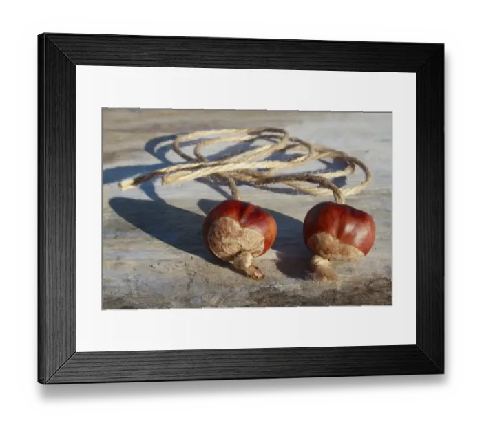 Framed Print : Horse Chestnut (Aesculus hippocastanum) two nuts, threaded on strings for traditional game of conkers, Bacton, Suffolk