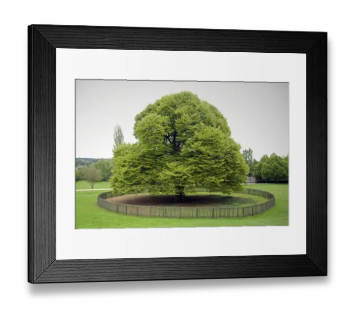 Framed Print : Fern-leafed Beech (Fagus sylvatica) Heterophylla, habit, specimen growing in estate grounds, Rufford Abbey Framed Print : Fern-leafed Beech (Fagus sylvatica) Heterophylla, habit, specimen growing in estate grounds, Rufford Abbey