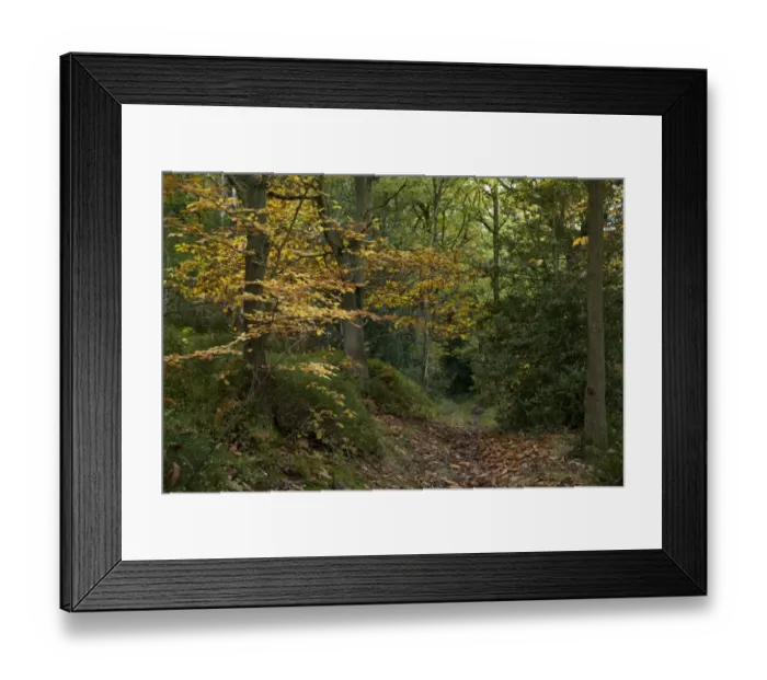 Framed Print : Deciduous woodland habitat in autumn, Greno Woods Reserve, Sheffield, South Yorkshire, England, October Framed Print : Deciduous woodland habitat in autumn, Greno Woods Reserve, Sheffield, South Yorkshire, England, October