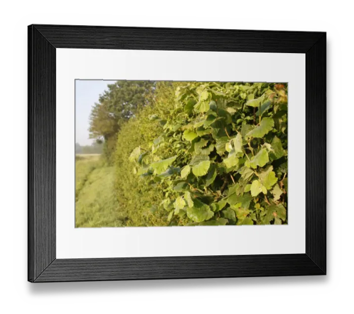 Framed Print : Common Hazel (Corylus avellana) leaves, growing in hedgerow on farmland, Bacton, Suffolk, England, july Framed Print : Common Hazel (Corylus avellana) leaves, growing in hedgerow on farmland, Bacton, Suffolk, England, july