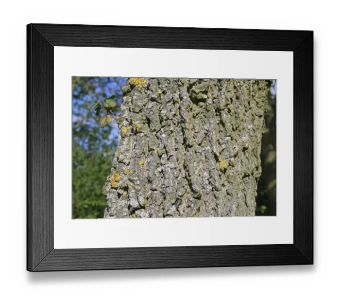 Framed Print : Field Maple (Acer campestre) close-up of trunk, Bacton, Suffolk, England, September Framed Print : Field Maple (Acer campestre) close-up of trunk, Bacton, Suffolk, England, September