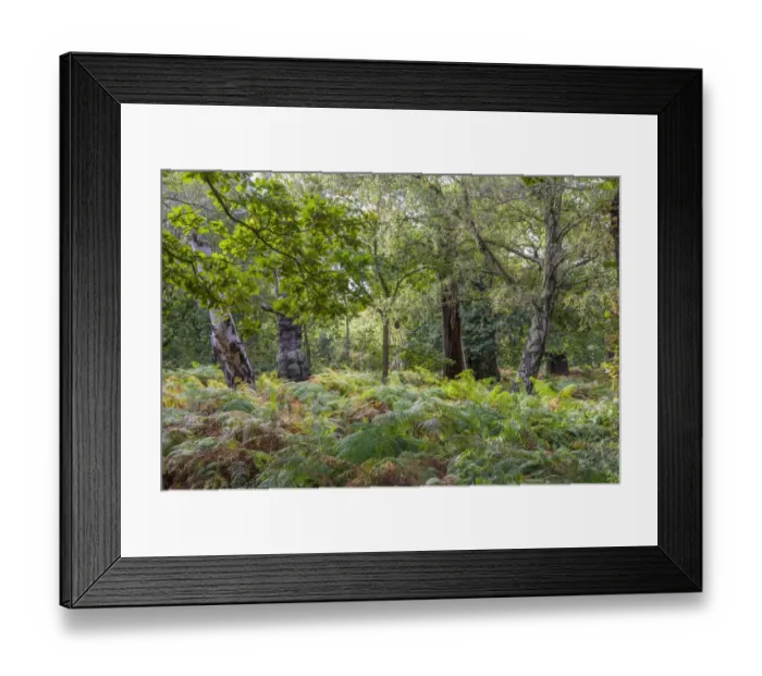 Framed Print : Common Oak (Quercus robur) with Silver Birch (Betula pendula) and bracken, growing in deciduous woodland habitat