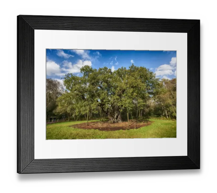 Framed Print : Common Oak (Quercus robur) Major Oak ancient tree, over 1, 150 years old, with branches supported with metal posts Framed Print : Common Oak (Quercus robur) Major Oak ancient tree, over 1, 150 years old, with branches supported with metal posts