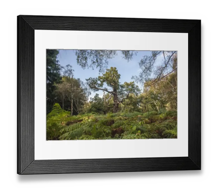 Framed Print : Common Oak (Quercus robur) ancient stag-headed trees with hollow trunks and branches Framed Print : Common Oak (Quercus robur) ancient stag-headed trees with hollow trunks and branches