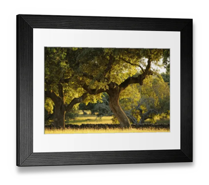 Framed Print : Holm Oak (Quercus ilex) habit, dehesa habitat in late evening sunlight, Spain, june Framed Print : Holm Oak (Quercus ilex) habit, dehesa habitat in late evening sunlight, Spain, june