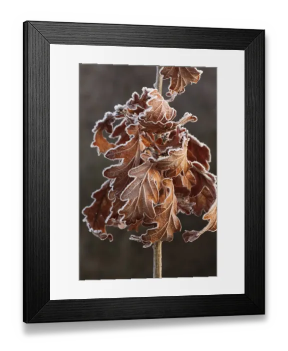 Framed Print : Sessile Oak (Quercus petraea) close-up of frost covered retained leaves on young oak, Powys, Wales, January Framed Print : Sessile Oak (Quercus petraea) close-up of frost covered retained leaves on young oak, Powys, Wales, January