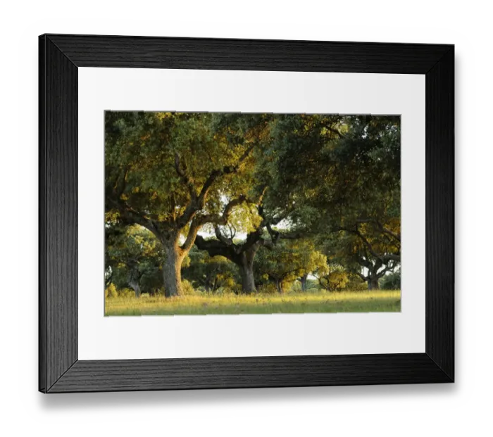Framed Print : Holm Oak (Quercus ilex) habit, dehesa habitat in late evening sunlight, Spain, june Framed Print : Holm Oak (Quercus ilex) habit, dehesa habitat in late evening sunlight, Spain, june