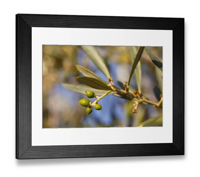 Framed Print : Olive (Olea europea) close-up of young fruit forming on tree, in grove, Bouches-du-Rhone, Provence, France, June Framed Print : Olive (Olea europea) close-up of young fruit forming on tree, in grove, Bouches-du-Rhone, Provence, France, June