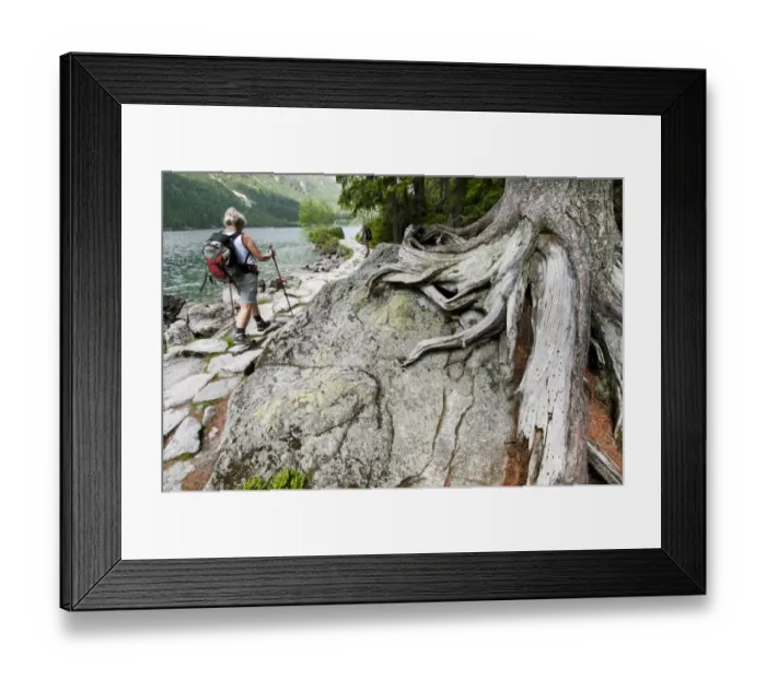 Framed Print : Arolla Pine (Pinus cembra) roots on rock, with walkers passing by on path at edge of montane lake, Lake Morskie Oko Framed Print : Arolla Pine (Pinus cembra) roots on rock, with walkers passing by on path at edge of montane lake, Lake Morskie Oko