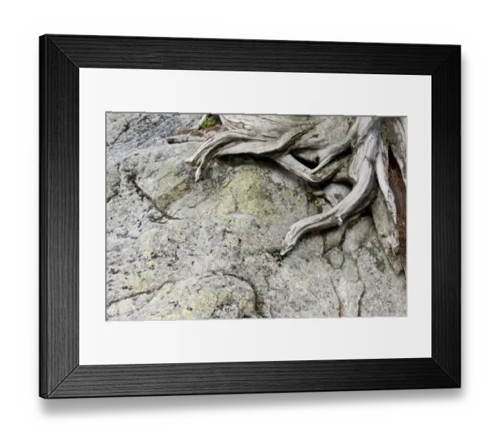 Framed Print : Arolla Pine (Pinus cembra) close-up of roots on rock, Tatra N. P. Tatra Mountains, Western Carpathians, Poland, June Framed Print : Arolla Pine (Pinus cembra) close-up of roots on rock, Tatra N. P. Tatra Mountains, Western Carpathians, Poland, June