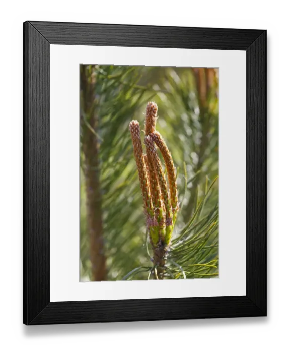 Framed Print : Scots Pine (Pinus sylvestris) close-up of new shoots, Powys, Wales, May Framed Print : Scots Pine (Pinus sylvestris) close-up of new shoots, Powys, Wales, May