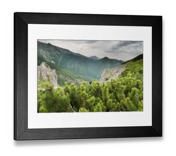 Framed Print : Dwarf Mountain Pine (Pinus mugo) growing in montane coniferous forest habitat, Tatra Mountains, Western Carpathians Framed Print : Dwarf Mountain Pine (Pinus mugo) growing in montane coniferous forest habitat, Tatra Mountains, Western Carpathians