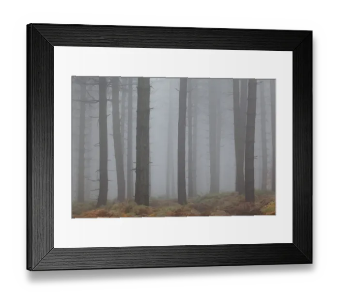 Framed Print : Scots Pine (Pinus sylvestris) trunks, woodland habitat in mist, Greno Woods Reserve, Sheffield, South Yorkshire Framed Print : Scots Pine (Pinus sylvestris) trunks, woodland habitat in mist, Greno Woods Reserve, Sheffield, South Yorkshire