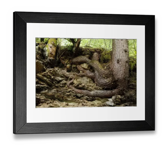 Framed Print : Pine (Pinus sp. ) roots, exposed by soil erosion, Knapdale Forest, Argyll, Argyll and Bute, Scotland, August Framed Print : Pine (Pinus sp. ) roots, exposed by soil erosion, Knapdale Forest, Argyll, Argyll and Bute, Scotland, August