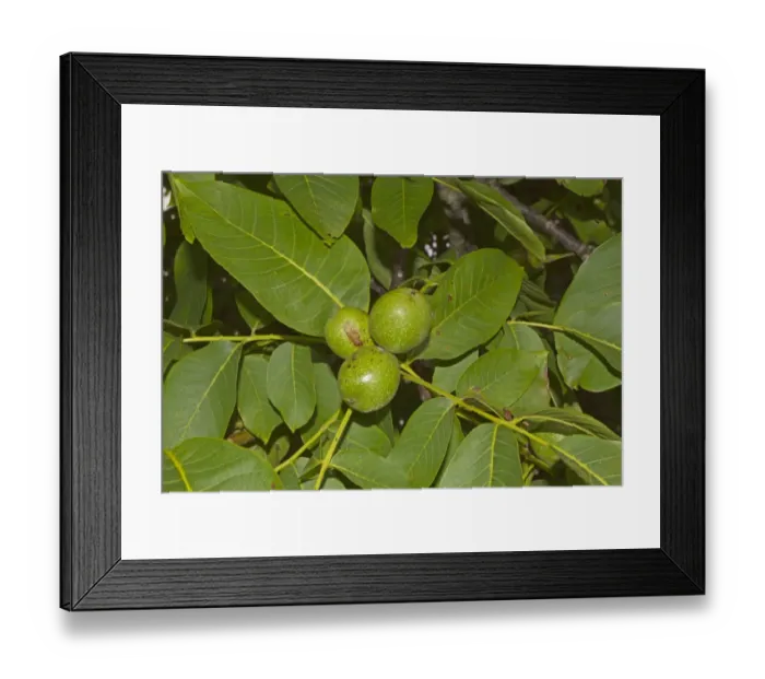 Framed Print : Common Walnut (Juglans regia) close-up of fruit and leaves, Spain, august Framed Print : Common Walnut (Juglans regia) close-up of fruit and leaves, Spain, august