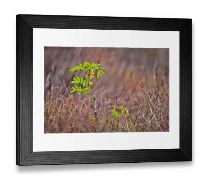 Framed Print : Rowan (Sorbus aucuparia) sapling, emerging from amongst burnt remains of heather, Porlock Hill, Exmoor, Somerset Framed Print : Rowan (Sorbus aucuparia) sapling, emerging from amongst burnt remains of heather, Porlock Hill, Exmoor, Somerset
