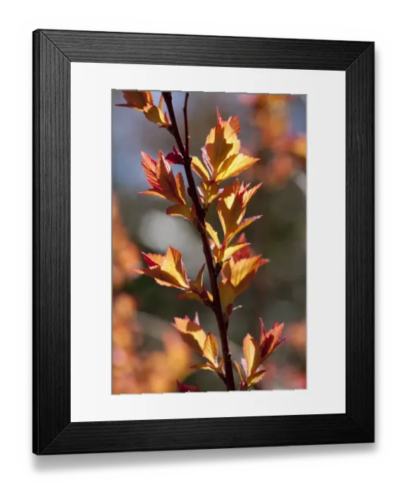 Framed Print : Japanese Spiraea (Spiraea japonica) Goldflame, close-up of expanding shoots in early spring, in garden, Powys, Wales Framed Print : Japanese Spiraea (Spiraea japonica) Goldflame, close-up of expanding shoots in early spring, in garden, Powys, Wales
