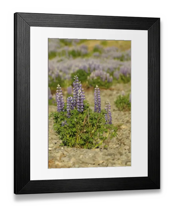 Framed Print : Nootka Lupin (Lupinus nootkatensis) introduced species, flowering, Iceland, June Framed Print : Nootka Lupin (Lupinus nootkatensis) introduced species, flowering, Iceland, June