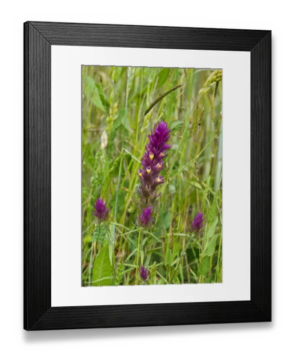 Framed Print : Field Cow-wheat (Melampyrum arvense) flowering, growing in traditional cornfield, College Lake Nature Reserve Framed Print : Field Cow-wheat (Melampyrum arvense) flowering, growing in traditional cornfield, College Lake Nature Reserve