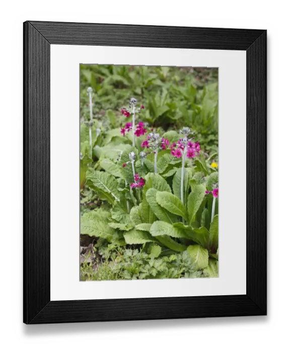 Framed Print : Candelabra Primrose (Primula pulverulenta) flowering, naturalized in woodland garden, Powys, Wales, May