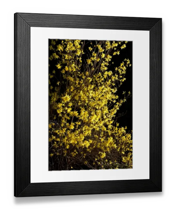 Framed Print : Winter Forsythia (Forsythia x intermedia) flowering, in garden, Powys, Wales, March Framed Print : Winter Forsythia (Forsythia x intermedia) flowering, in garden, Powys, Wales, March