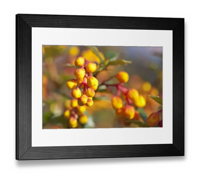 Framed Print : Darwins Barberry (Berberis darwinii) close-up of flowerbuds, in garden, Powys, Wales, March Framed Print : Darwins Barberry (Berberis darwinii) close-up of flowerbuds, in garden, Powys, Wales, March
