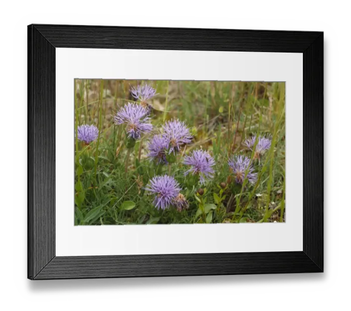 Framed Print : Cardoncelle (Carduncellus mitissimus) flowering, Causse de Gramat, Massif Central, Lot Region, France, June Framed Print : Cardoncelle (Carduncellus mitissimus) flowering, Causse de Gramat, Massif Central, Lot Region, France, June