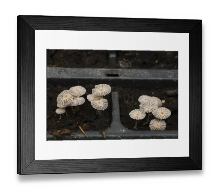 Framed Print : Small Inkcap Fungi (Coprinus sp. ) fruiting bodies, growing out of compost in plant trays, Powys, Wales, February Framed Print : Small Inkcap Fungi (Coprinus sp. ) fruiting bodies, growing out of compost in plant trays, Powys, Wales, February