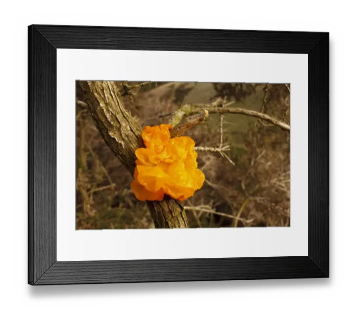 Framed Print : Yellow Brain Fungus (Tremella mesenterica) fruiting body, growing on Gorse (Ulex sp. ), Powys, Wales, December Framed Print : Yellow Brain Fungus (Tremella mesenterica) fruiting body, growing on Gorse (Ulex sp. ), Powys, Wales, December