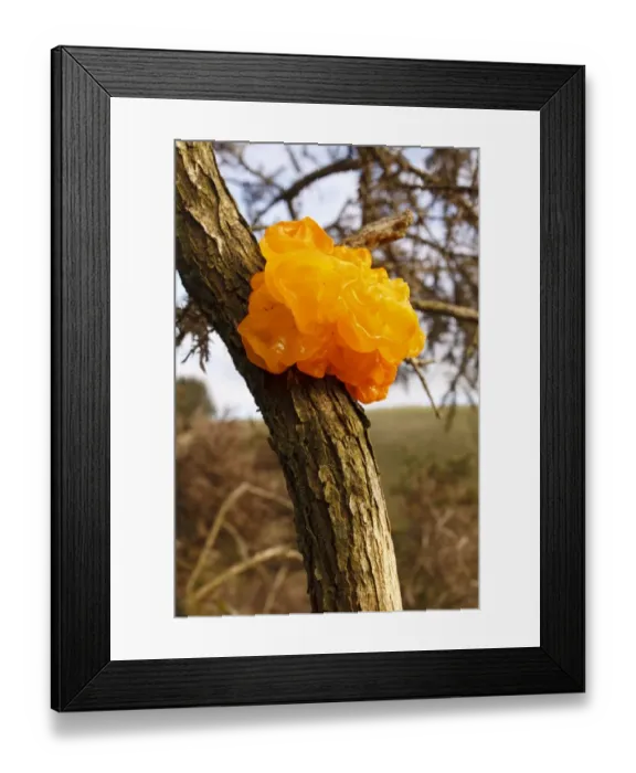 Framed Print : Yellow Brain Fungus (Tremella mesenterica) fruiting body, growing on Gorse (Ulex sp. ), Powys, Wales, December Framed Print : Yellow Brain Fungus (Tremella mesenterica) fruiting body, growing on Gorse (Ulex sp. ), Powys, Wales, December