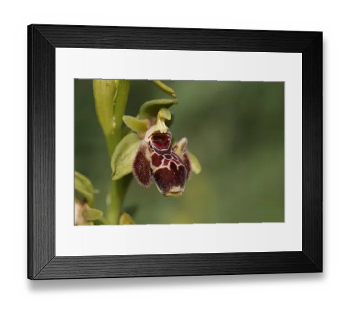 Framed Print : Atticas Orchid (Ophrys attica) close-up of flower, Cyprus, march Framed Print : Atticas Orchid (Ophrys attica) close-up of flower, Cyprus, march