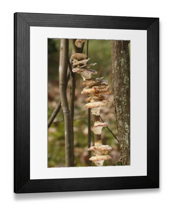 Framed Print : Alder Bracket (Inonotus radiatus) fruiting bodies, growing in tiers on Amalanchier (Amalanchier sp. ) stem, in garden Framed Print : Alder Bracket (Inonotus radiatus) fruiting bodies, growing in tiers on Amalanchier (Amalanchier sp. ) stem, in garden