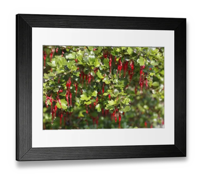 Framed Print : Fuchsia-flowered Gooseberry (Ribes speciosum) flowering, in garden, Powys, Wales, March