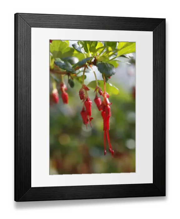 Framed Print : Fuchsia-flowered Gooseberry (Ribes speciosum) close-up of flowers, in garden, Powys, Wales, March Framed Print : Fuchsia-flowered Gooseberry (Ribes speciosum) close-up of flowers, in garden, Powys, Wales, March