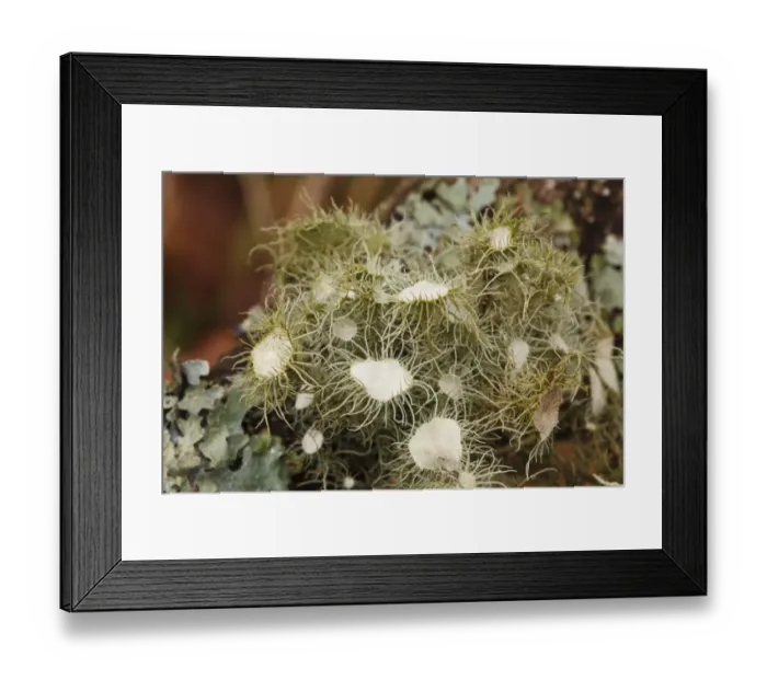 Framed Print : Witches Whiskers Lichen (Usnea florida) growing on oak branch, Powys, Wales, February Framed Print : Witches Whiskers Lichen (Usnea florida) growing on oak branch, Powys, Wales, February