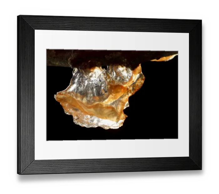 Framed Print : Willow Jelly Fungus (Exidia recisa) fruiting body, growing on Sallow (Salix sp. ) twigs, Powys, Wales, February Framed Print : Willow Jelly Fungus (Exidia recisa) fruiting body, growing on Sallow (Salix sp. ) twigs, Powys, Wales, February