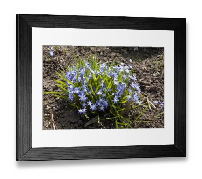 Framed Print : Siberian Squill (Scilla siberica) flowering, clump in garden, Powys, Wales, March Framed Print : Siberian Squill (Scilla siberica) flowering, clump in garden, Powys, Wales, March