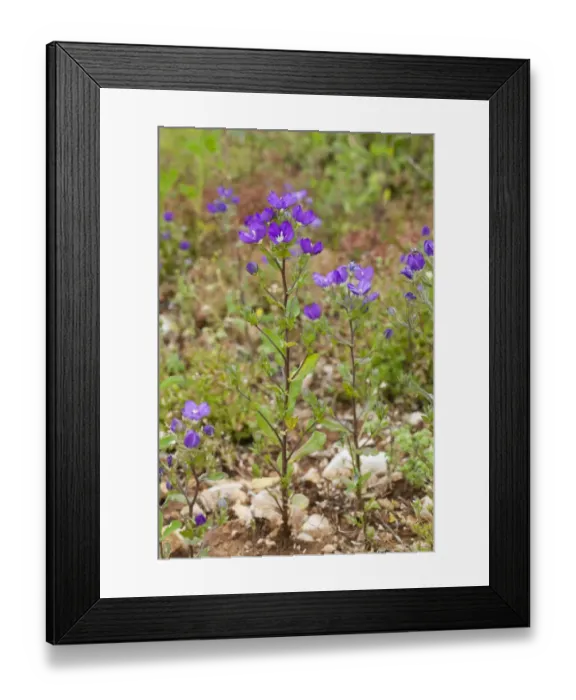 Framed Print : Large-flowered Venuss Looking Glass (Legousia speculum-veneris) flowering, growing on edge of arable field Framed Print : Large-flowered Venuss Looking Glass (Legousia speculum-veneris) flowering, growing on edge of arable field