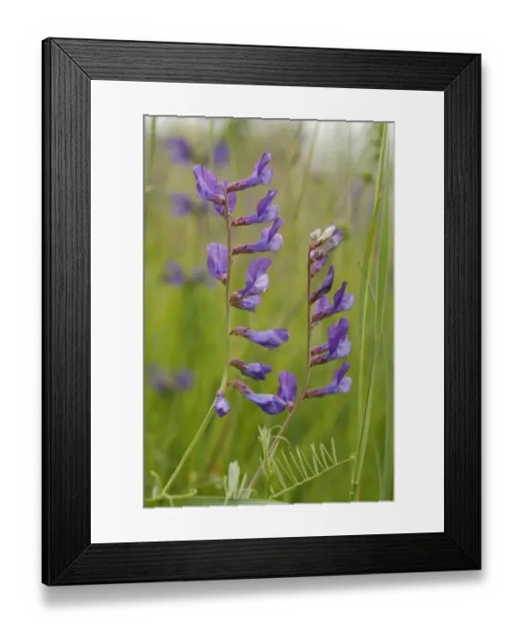 Framed Print : Fine-leaved Vetch (Vicia tenuifolia) flowering, Causse Mejean, Massif Central, Lozere, France, June Framed Print : Fine-leaved Vetch (Vicia tenuifolia) flowering, Causse Mejean, Massif Central, Lozere, France, June