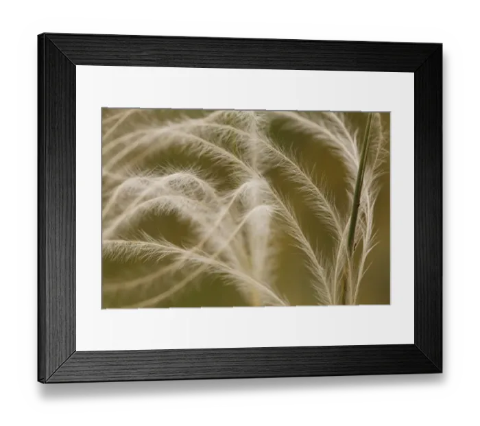 Framed Print : European Feather Grass (Stipa pennata) close-up of awns, Causse de Gramat, Massif Central, Lot Region, France, June