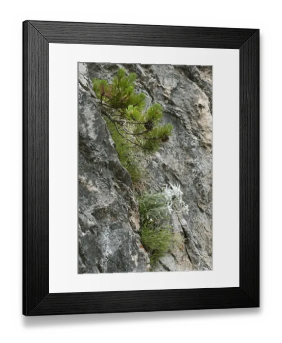 Framed Print : Edelweiss (Leontopodium alpinum) flowering, growing on rockface with pine tree, Tatra Mountains, Western Carpathians Framed Print : Edelweiss (Leontopodium alpinum) flowering, growing on rockface with pine tree, Tatra Mountains, Western Carpathians