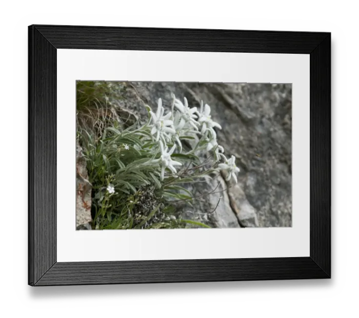 Framed Print : Edelweiss (Leontopodium alpinum) flowering, growing on rockface, Tatra Mountains, Western Carpathians, Poland, June Framed Print : Edelweiss (Leontopodium alpinum) flowering, growing on rockface, Tatra Mountains, Western Carpathians, Poland, June