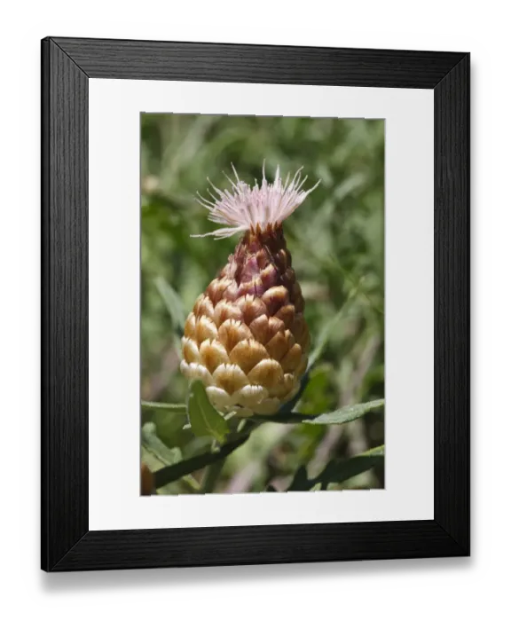 Framed Print : Leuzea (Leuzea conifera) close-up of flowerhead, Chaine des Alpilles, Bouches-du-Rhone, Provence, France, June Framed Print : Leuzea (Leuzea conifera) close-up of flowerhead, Chaine des Alpilles, Bouches-du-Rhone, Provence, France, June
